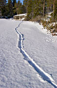 animals, mammals, otter, otter slide, otter traces, slide, snow, tracks, winter