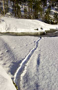 animals, mammals, otter, otter slide, otter traces, slide, snow, tracks, winter