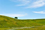 alpine birch, blue, fjllng, green, landscapes, Lapland, national park, Padjelanta, sky, spreads, expanses, tree, ppet landskap, ppna landskap