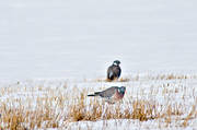 animals, birds, duva, eddish, stubble field, flyttfgel, migratory birds, pigeons, pigeons, ringduva, snow