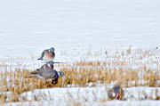 animals, birds, duva, eddish, stubble field, flyttfgel, migratory birds, pigeons, pigeons, ringduva, snow