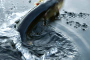 angling, be warbled, fishing, northern pike fishing, pike, reel fishing, spin fishing, warble