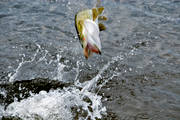 angling, be warbled, fishing, jump, jumps, northern pike fishing, pike, reel fishing, spin fishing, warble