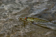 angling, be warbled, fishing, northern pike fishing, pike, reel fishing, spin fishing, warble
