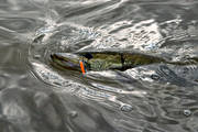 angling, be warbled, fishing, fishing lead, lead, northern pike fishing, pike, pike lead, reel fishing, spin fishing, warble