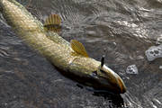 angling, be warbled, fishing, northern pike fishing, pike, reel fishing, spin fishing, warble