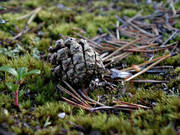 biotope, biotopes, circular flow, cone, forest land, forests, moss, nature, needles, pine, pine-cone, pine-needle, pyrolysed plant substance, woodland