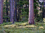 biotope, biotopes, forest land, forests, nature, pine forest, pine trunks, pines, timber, tree, tree trunks, trunks, woodland