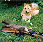 bag, barking bird dog, barking bird dog, finnish spitz, hunting, marten hunt, pine marten, prey, öga*