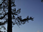 background, biotope, biotopes, blue, branches, forest land, forests, nature, pine, pine, pine branches, sky, tree, woodland