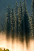 fog, haze, Jamtland, landscapes, nature, spruce, tree, uninhabited, woodland