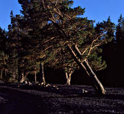 beach, Great Lake, Jamtland, knotty, Lagoon Island, landscapes, pine, pine, pines, summer, Utarna, weather-exposed