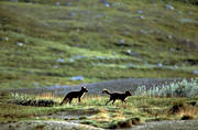 animals, arctic fox, arctic fox pupies, fox, game, kid, kidding, mammals, mountains, play, playing, prank, puppies