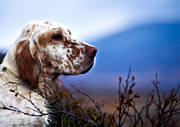 alpine hunting, animals, bird dog, bird hunting, dogs, english setter, hunting, mammals, pointing dog, setter, white grouse hunt