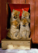 animals, brood, dog, dogs, finnish spitz, finnish spitz, mammals, puppies, puppies, puppy brood, rdsupp