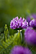 flower, meadowland, nature, plants, herbs, red clover, woodland