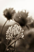 flower, meadowland, nature, plants, herbs, red clover, woodland