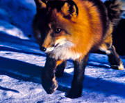 animals, fox, fox, mammals, red fox