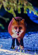 animals, fox, fox, mammals, red fox