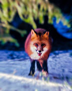 animals, fox, fox, mammals, red fox