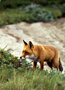 animals, beach, fox, fox, mammals, mountains, red fox