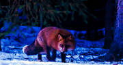 animals, creeping, creeps, fox, fox, mammals, red fox