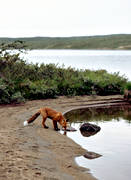 animals, drink, fox, fox, lake, mammals, mountain lake, red fox, vatten, water