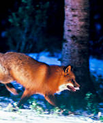 animals, canidae, fox, fox, leap, mammals, red fox, running, runs