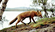 animals, creep, fox, fox, hill, mammals, mountain lake, red fox