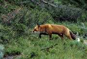 animals, creeping, creeps, fox, fox, hunting, hunts, mammals, red fox, vole hunting