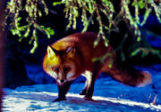 animals, fox, fox, leap, mammals, red fox, runs