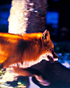animals, fox, fox, leap, mammals, red fox, runs