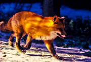 animals, fox, fox, leap, mammals, red fox, runs