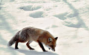 animals, creep, fox, fox, mammals, red fox, snow, winter