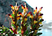alpine flowers, biotope, biotopes, flowers, mountain, mountains, nature, Padjelanta, pedicularis flammea, plants, herbs, redtipped lousewort