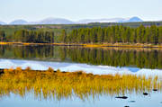 autumn, beaches, biotope, biotopes, Herjedalen, lakes, landscapes, nature, reed, common reed, season, seasons, sharp
