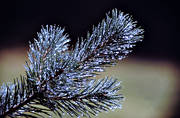 biotope, biotopes, forest land, forests, nature, pine, pine limb, pine branch, rain, wet, wet, wet, woodland