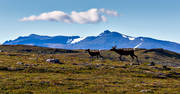 alpine, alpine landscape, animals, deer animals, hgfjllen, Jamtland, landscapes, mammals, mountain, mountain range, mountains, nature, reindeer calf, reindeer cow, seasons, sommarfjll, summer, sylarna, Sylmassivet, Syltoppen