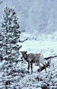 animals, mammals, reindeer, reindeer, snowfall, snowing, winter