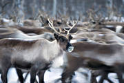 animals, Great Lakes waterfalls, mammals, reindeer, reindeer, reindeer separation, reindeering, sami culture