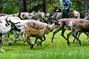 calf tagging, culture, reindeer, reindeer calf, reindeer husbandry, reindeer separation, rengrda, saami people, sami culture, summer, work