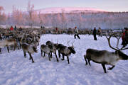 animals, culture, mammals, mountain, reindeer, reindeer husbandry, sami culture, work
