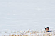 animals, birds, duva, eddish, stubble field, flyttfgel, migratory birds, pigeons, pigeons, ringduva, snow