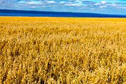 agriculture, agriculture land, corn, grains, crop, harvest, grainfield, havre, havrefält, landscapes, ripe, skörda, skördetid, Småland, summer, Visingsö, work