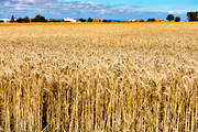 agriculture, agriculture land, barleycorn, corn, grains, crop, harvest, grainfield, kornflt, landscapes, ripe, skrda, skrdetid, Smland, summer, Visings, work