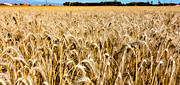 agriculture, agriculture land, barleycorn, corn, grains, crop, harvest, grainfield, kornflt, landscapes, ripe, skrda, skrdetid, Smland, summer, Visings, work