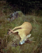 bag, bock, bock hunting, hunting, roebuck, roedeer hunting, venison