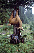 bock, bock hunting, death, forest hunt, hunting, rain, roedeer hunting, stalk, venison