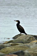 animals, birds, cormorant, geese, rough-faced shag, great cormorant