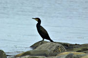 animals, birds, cormorant, geese, rough-faced shag, great cormorant